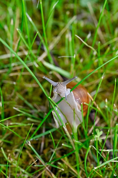 Римський Равлик Helix Pomatia Вечірній Прогулянці Шведському Саду June 2022 — стокове фото