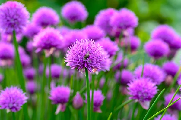 Închideți Floarea Arpagic Violet Zborul Grădina Suedeză 2022 — Fotografie, imagine de stoc