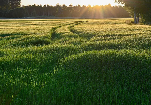 2022年6月19日の農業現場の夕方のバックライト Kumla Sweden — ストック写真