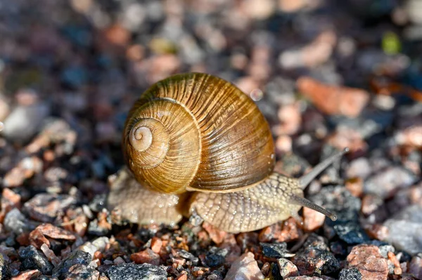 Roman Snail Helix Pomatia Out Gravel Road Sweden June 2022 — Stock Photo, Image