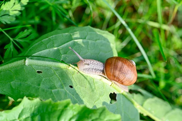 Caracol Romano Helix Pomatia Caminhada Noite Jardim Sueco 2022 Junho — Fotografia de Stock