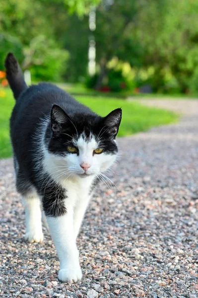 Chat Noir Blanc Dans Jardin Arrière Kumla Suède Juin 2022 — Photo
