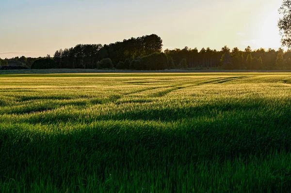 2022年6月19日の農業現場の夕方のバックライト Kumla Sweden — ストック写真