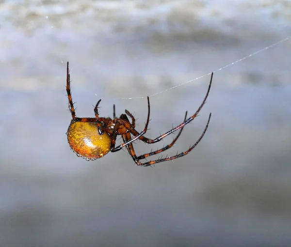 Cave Spider Meta Menardi Damp Basement Kumla Sweden July 2022 — Stock Photo, Image