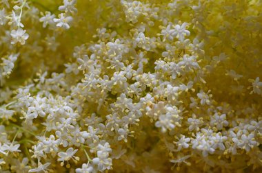 28 Haziran 2022 'de İsveç mutfağında limonlu Elderflower limonatası yapmak.