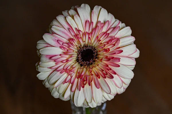 Yalnız bir Gerbera, küçük bir vazo içinde içerideki masada.