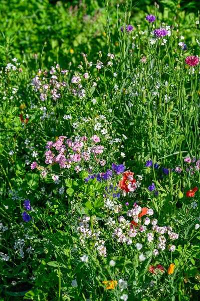 Colorful Flowers Meadow Sweden July 2022 — ストック写真