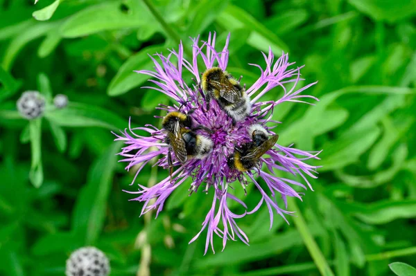 Bumblebee Ciulin Violet Natură Suedeză 2022 — Fotografie, imagine de stoc