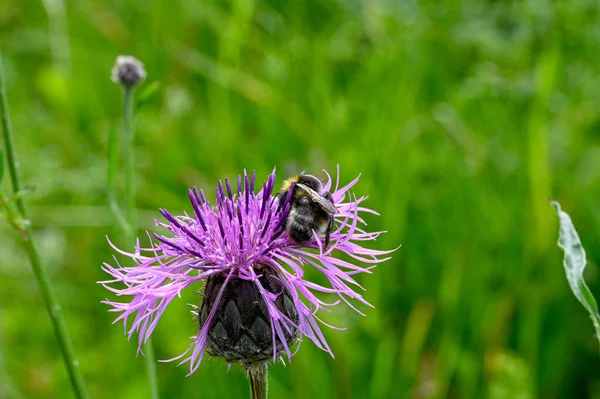 Bumblebee Ciulin Violet Natură Suedeză 2022 — Fotografie, imagine de stoc