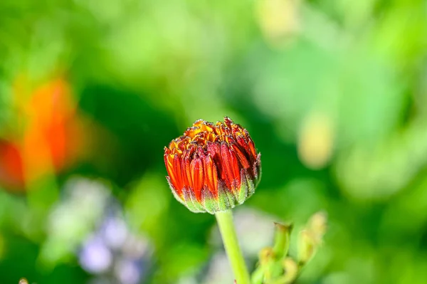 Colorful Flowers Meadow Sweden July 2022 — Stock Photo, Image