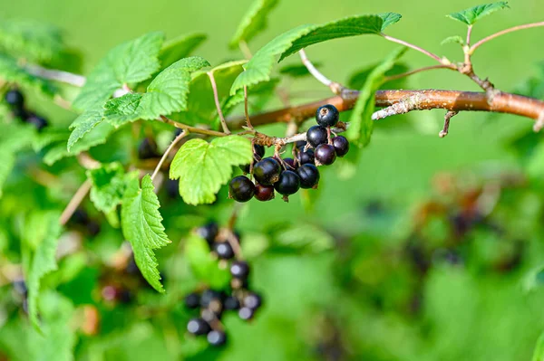 Branch Full Leaves Berries Blackcurrant Kumla Sweden July 2022 — Stok fotoğraf