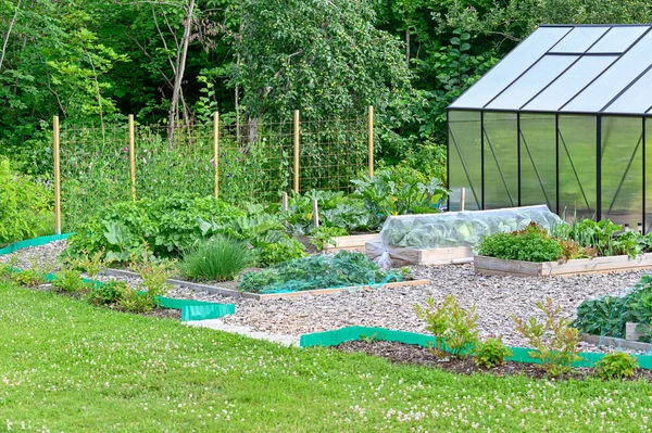 Sweet Peas Cultivatingboxes Green House Garden July 2022 — Photo