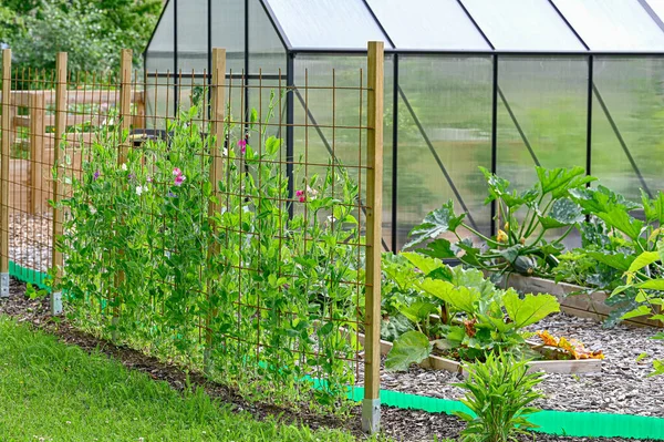 Sweet Peas Cultivatingboxes Green House Garden July 2022 — Stock fotografie