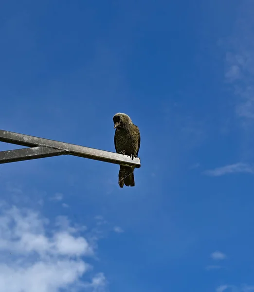 Eine Einsame Dohle Hoch Oben Auf Der Suche Nach Nahrung — Stockfoto