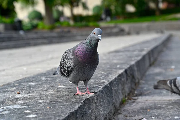 Dove Standing Looking Curiously Food Stairs Orebro Sweden July 2022 — Stockfoto