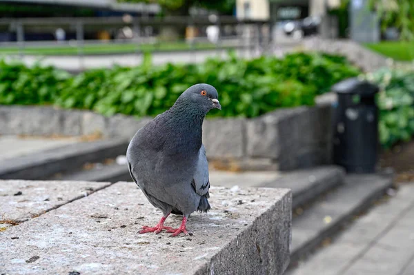 Dove Standing Looking Curiously Food Stairs Orebro Sweden July 2022 — Stockfoto