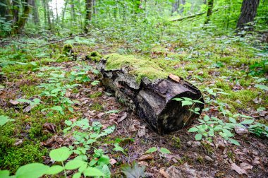 İsveç Temmuz 2022 'de ormanda yerde yatan ölü ahşap sandık.