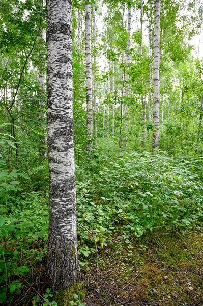 White Tree Trunk Birch Forest Kumla Sweden July 2022 — Stockfoto