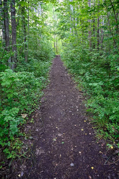 Trail Forest Kumla Sweden July 2022 — Foto de Stock