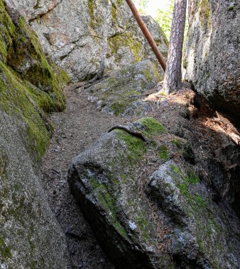 Trail through big rocks in old forest Nora Sweden july 28 2022
