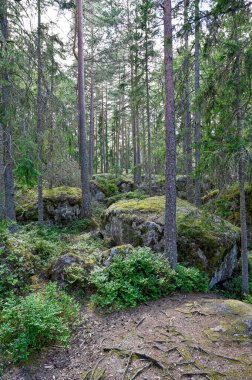 backlight through forest with big stones and trail Nora Sweden july 28 2022
