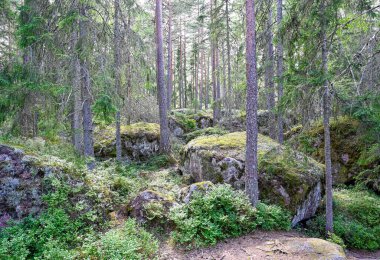 backlight through forest with big stones and trail Nora Sweden july 28 2022