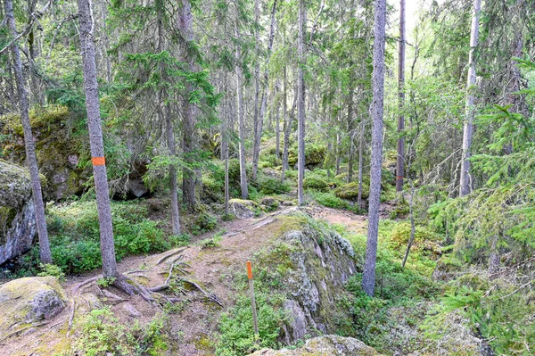 Forest Trail Orange Markings Tree Trunks Sweden July — Stockfoto