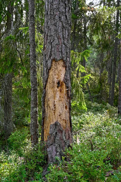 Pine Trunk Hole Lost Bark Nora Sweden July 2022 — стоковое фото