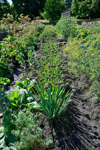 Overlooking Lots Flowers Vegetables Public Garden Karlsund Garden Orebro Sweden — Photo