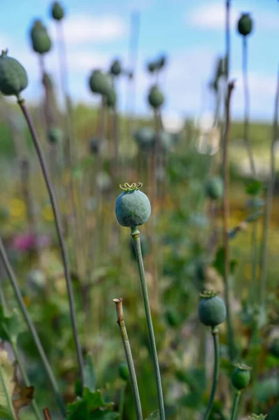 Poppy Capsule Full Seeds Ready Next Year Grow — Stock fotografie