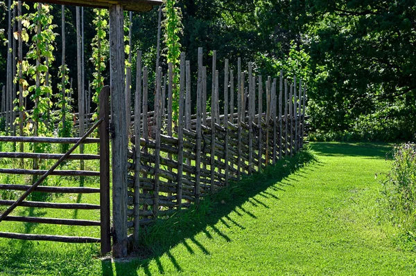 Hop Growning Cabers Wooden Fence Sweden August 2022 — Photo