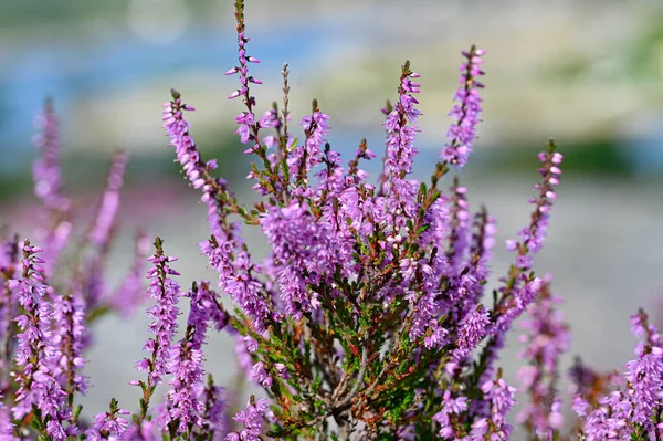 Closeup Beautiful Purple Heather Flowers Sweden August 2022 — ストック写真