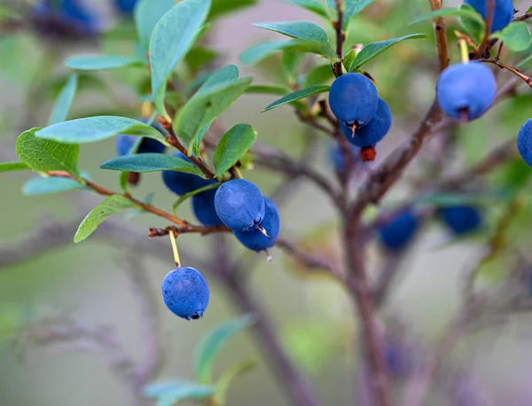 Closeup Wild Blueberries Stromstad Sweden August 2022 — Stok fotoğraf
