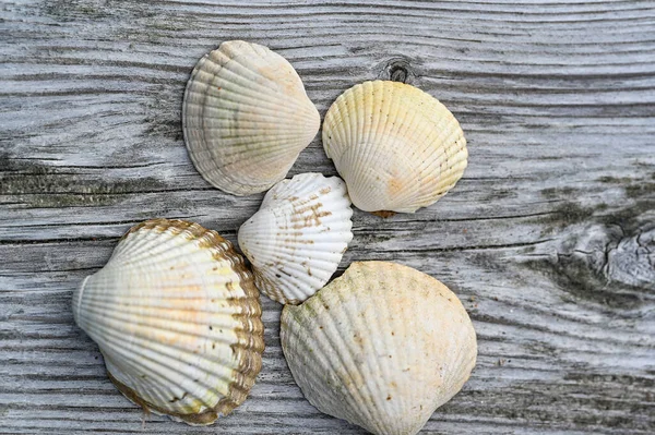 Five Seashells Lying Wooden Jetty Stromstad Sweden August 2022 — Foto de Stock