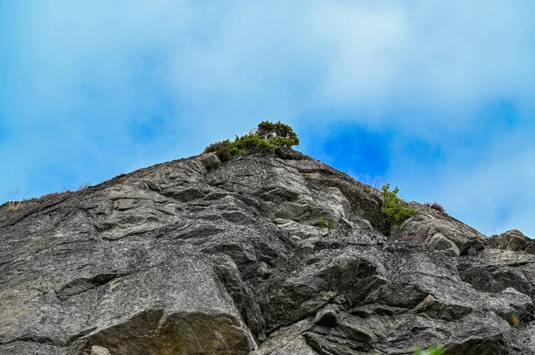 Looking Little Brush Growing Big Rock Stromstad Sweden August 2022 — Stok fotoğraf