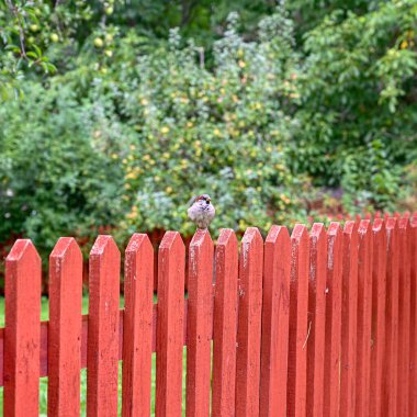 small bird sitting on red wooden fence in garden Sweden august 2022