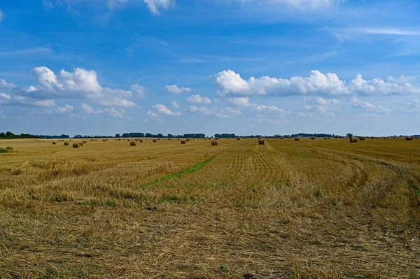 fodder bales on agriculture field in august Sweden