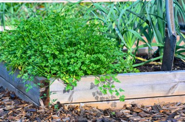 parsley and leek in cultivating box Kumla Sweden august 29 2022