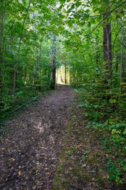 19 Eylül 2022 'de Kumla İsveç boyunca uzanan güzel yolu olan yeşil orman.