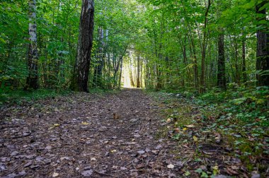 19 Eylül 2022 'de Kumla İsveç boyunca uzanan güzel yolu olan yeşil orman.