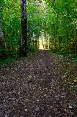 19 Eylül 2022 'de Kumla İsveç boyunca uzanan güzel yolu olan yeşil orman.