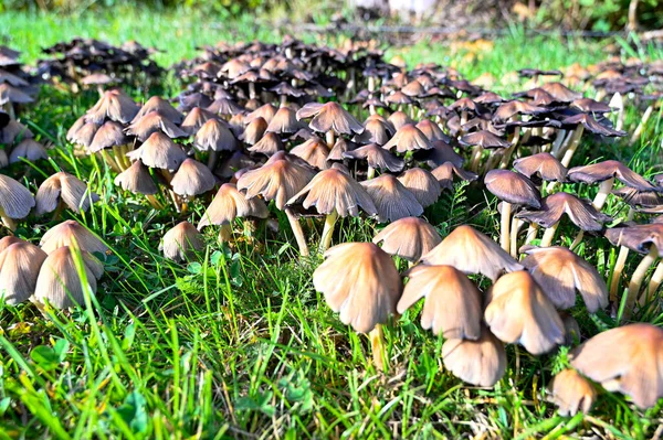 Çimlerde mantarlı golf sahası Kumla İsveç 19 Eylül 2022