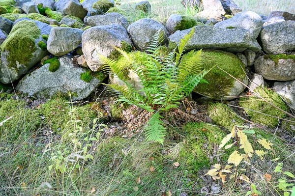 Vecchio Muro Pietra Con Muschio Verde Erba Kumla Svezia Settembre — Foto Stock