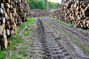 Eylül ayının 26 Eylül 2022 'sinde kumla İsveç' te çamurlu orman yolunun yanına istiflenmiş kereste yığını.