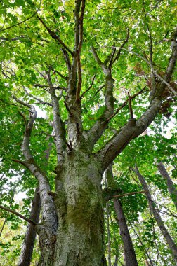 Ağacın altında durup Kumla İsveç 'in dallarına bakıyorum. 26 Eylül 2022.