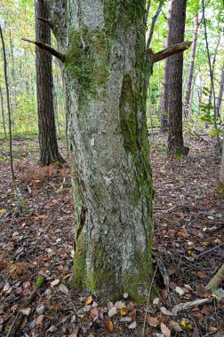 Eski bir ağaç gövdesinin yanında yosun Kumla İsveç 26 Eylül 2022