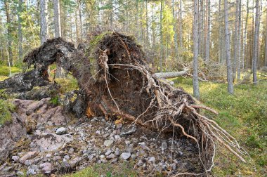 9 Ekim 2022 'de Motala İsveç ormanında büyük bir kök tuzağı kuruldu.