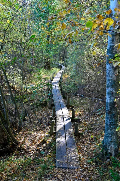 Duck Board Walk Path Swedish Forest October 2022 — Stock Photo, Image