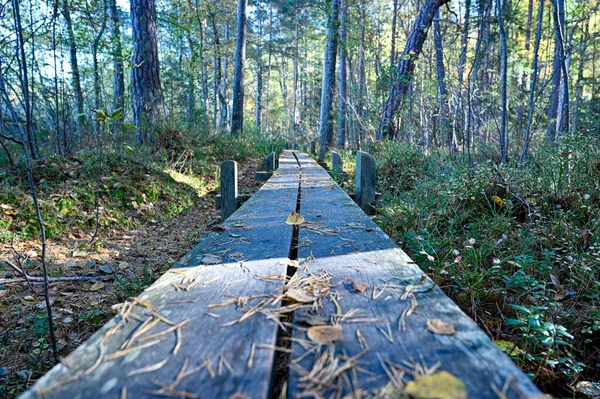 Утка Тропе Шведском Лесу Октябрь 2022 — стоковое фото