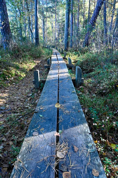 Ekim 2022 Sveç Ormanlarında Yürüyüş Yolunda Ördek Tahtası — Stok fotoğraf